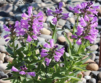 Physostegia parviflora