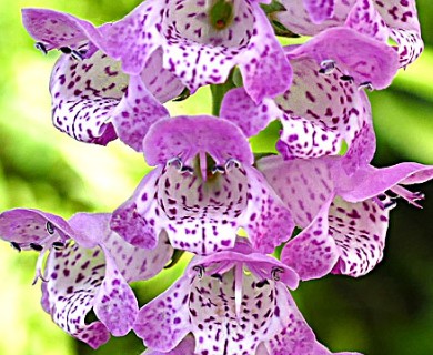 Physostegia pulchella