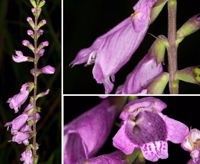 Physostegia purpurea