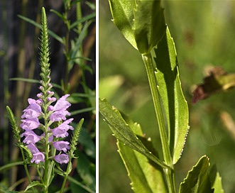 Physostegia virginiana