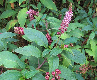 Phytolacca americana