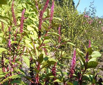 Phytolacca icosandra