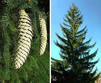 Picea abies