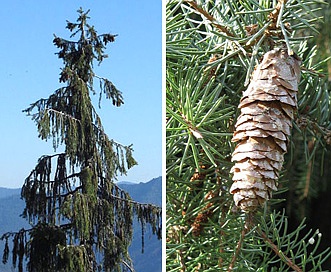 Picea breweriana