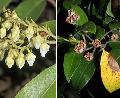 Pieris floribunda