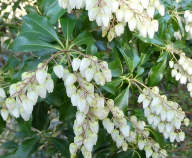 Pieris japonica