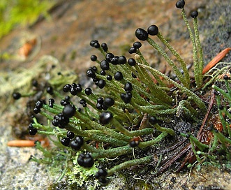 Pilophorus acicularis