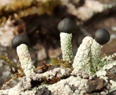 Pilophorus nigricaulis