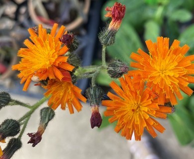 Pilosella aurantiaca