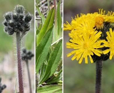 Pilosella caespitosa