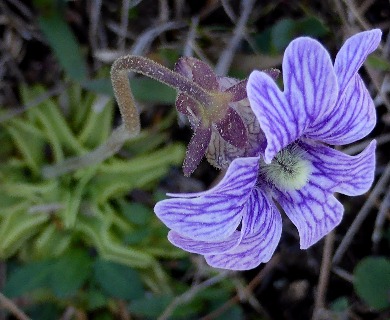 Pinguicula caerulea