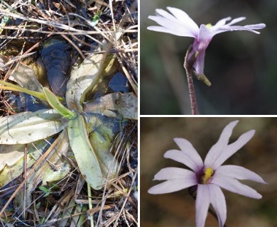 Pinguicula planifolia