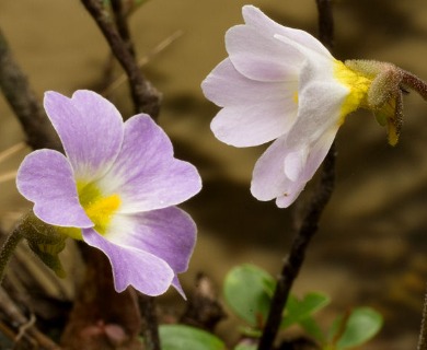 Pinguicula primuliflora