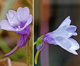 Pinguicula pumila