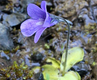 Pinguicula vulgaris