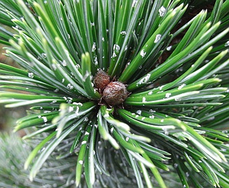 Pinus aristata