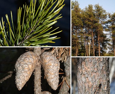 Pinus banksiana