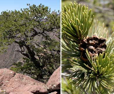 Pinus cembroides