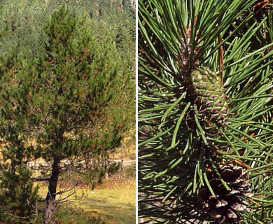 Pinus contorta