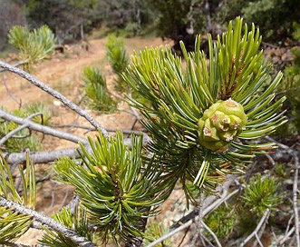 Pinus discolor