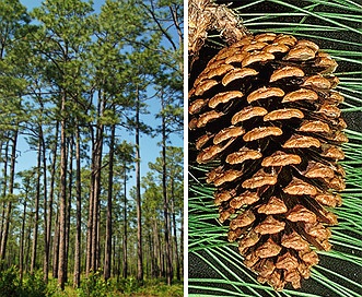 Pinus elliottii