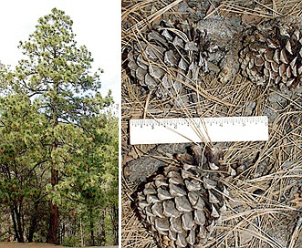 Pinus engelmannii