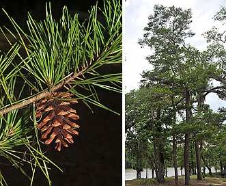 Pinus glabra