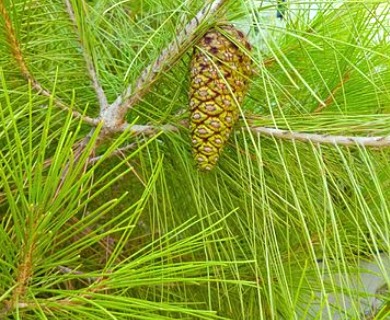 Pinus halepensis