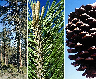 Pinus jeffreyi