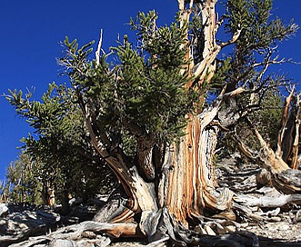 Pinus longaeva