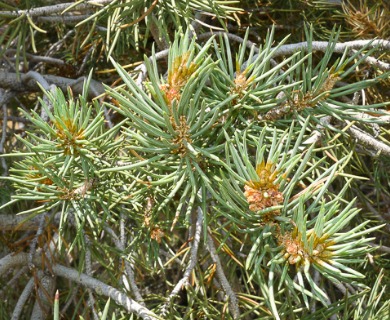 Pinus monophylla