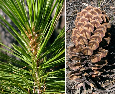 Pinus monticola