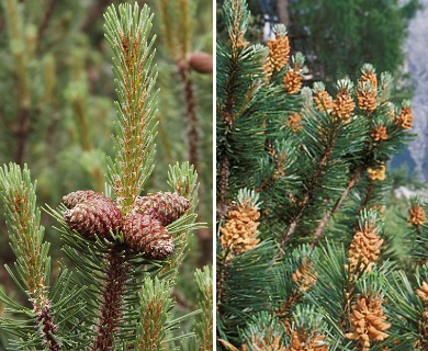 Pinus mugo