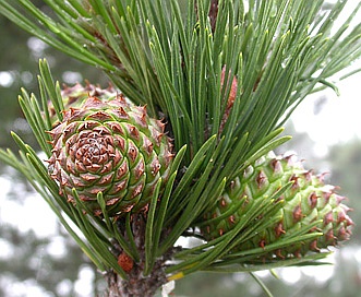 Pinus muricata