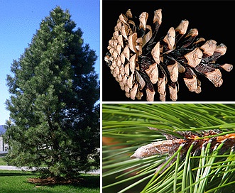 Pinus nigra