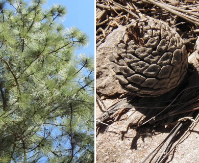 Pinus oocarpa