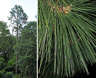 Pinus palustris