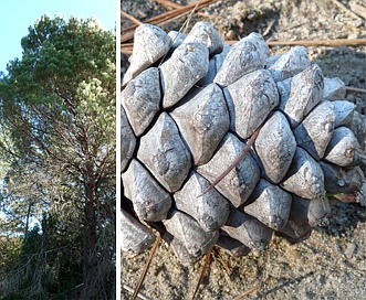 Pinus pinea