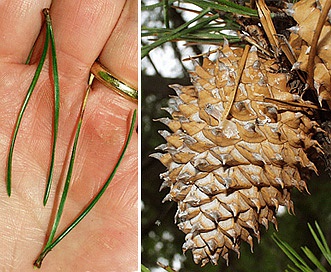 Pinus pungens