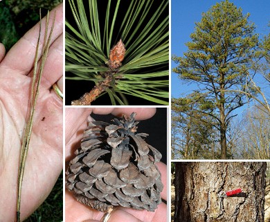 Pinus rigida