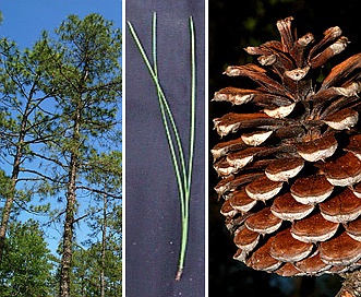 Pinus serotina