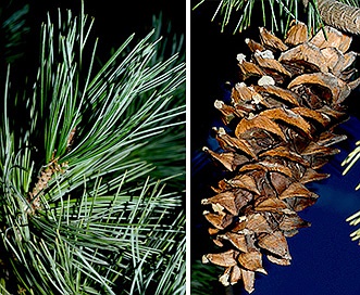 Pinus strobiformis