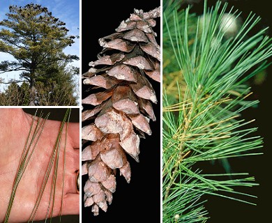 Pinus strobus