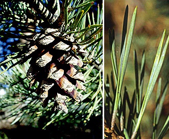 Pinus sylvestris