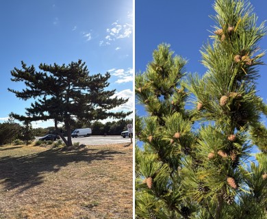 Pinus thunbergii