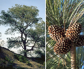 Pinus torreyana