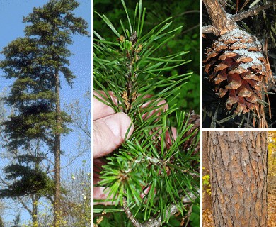 Pinus virginiana