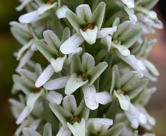 Piperia elegans