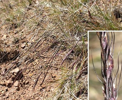 Piptochaetium fuscum