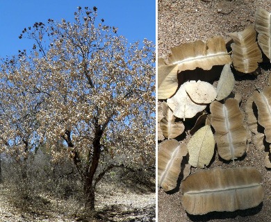 Piscidia mollis